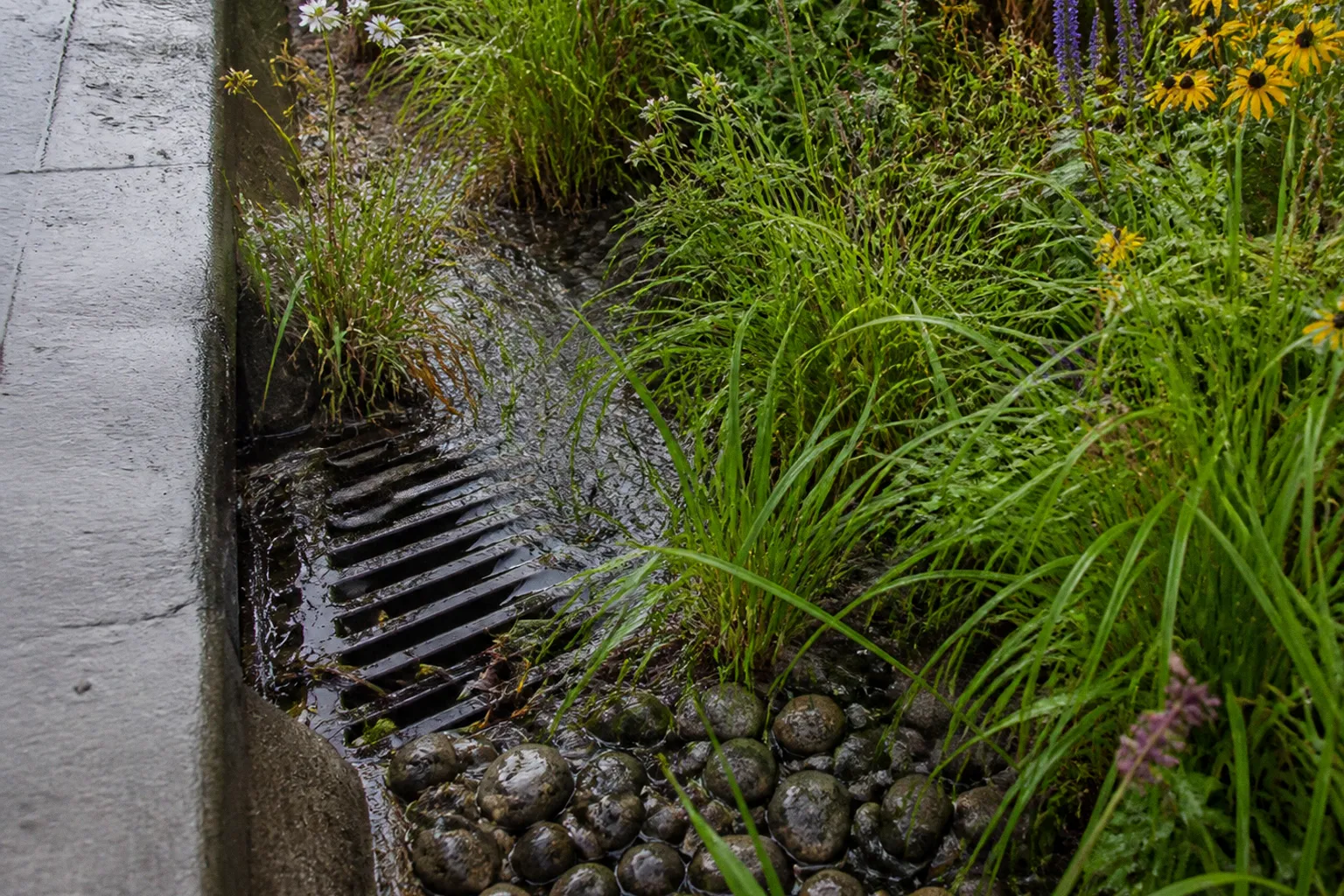 Rain gardens or bioswales for neighborhood runoff