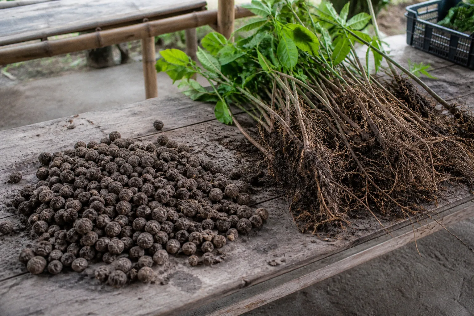 Seed bombing vs sapling planting for local forests