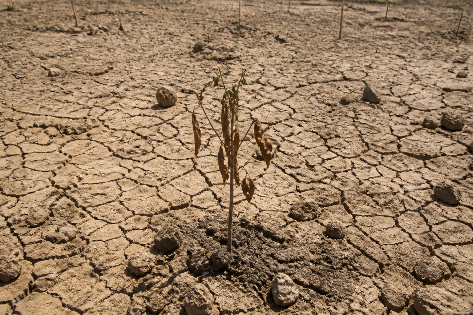 Tree planting drives: avoiding the sapling survival trap